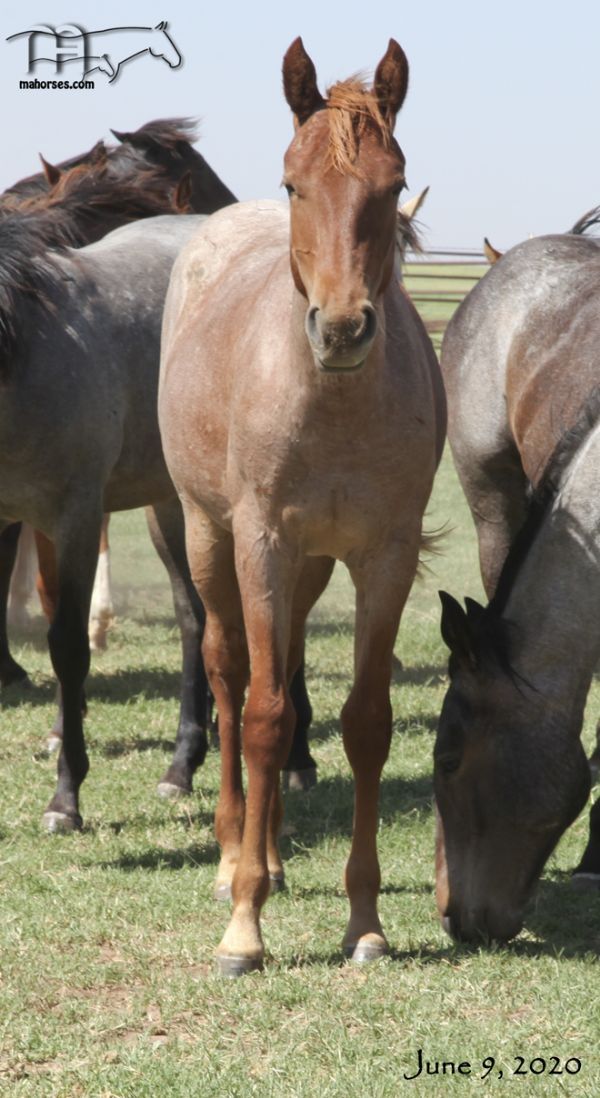 Funny B Dandy Girl's 2019 Filly